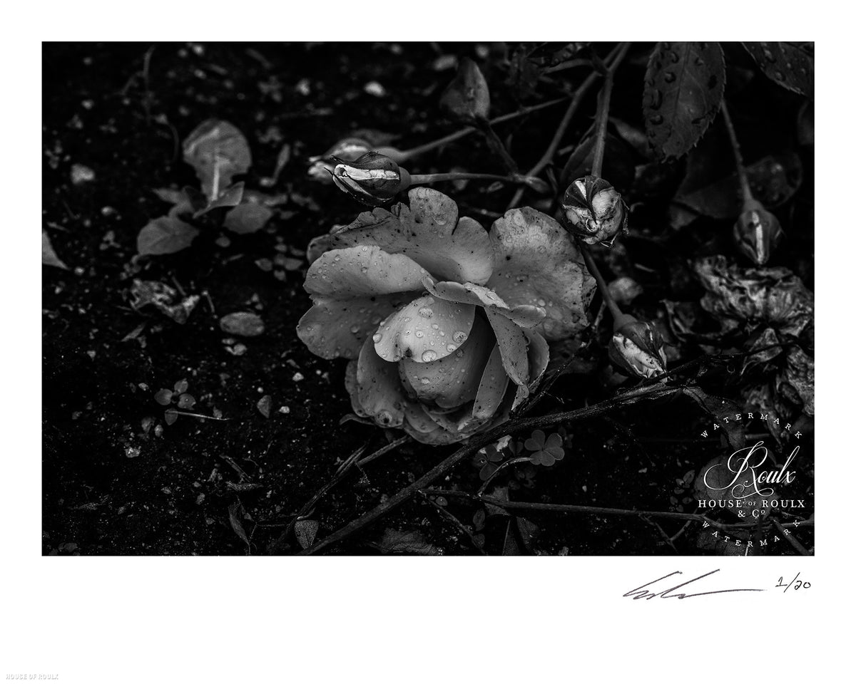 June of 87 &quot;Flower&quot; - Limited Edition, Archival Print - 16 x 20&quot;