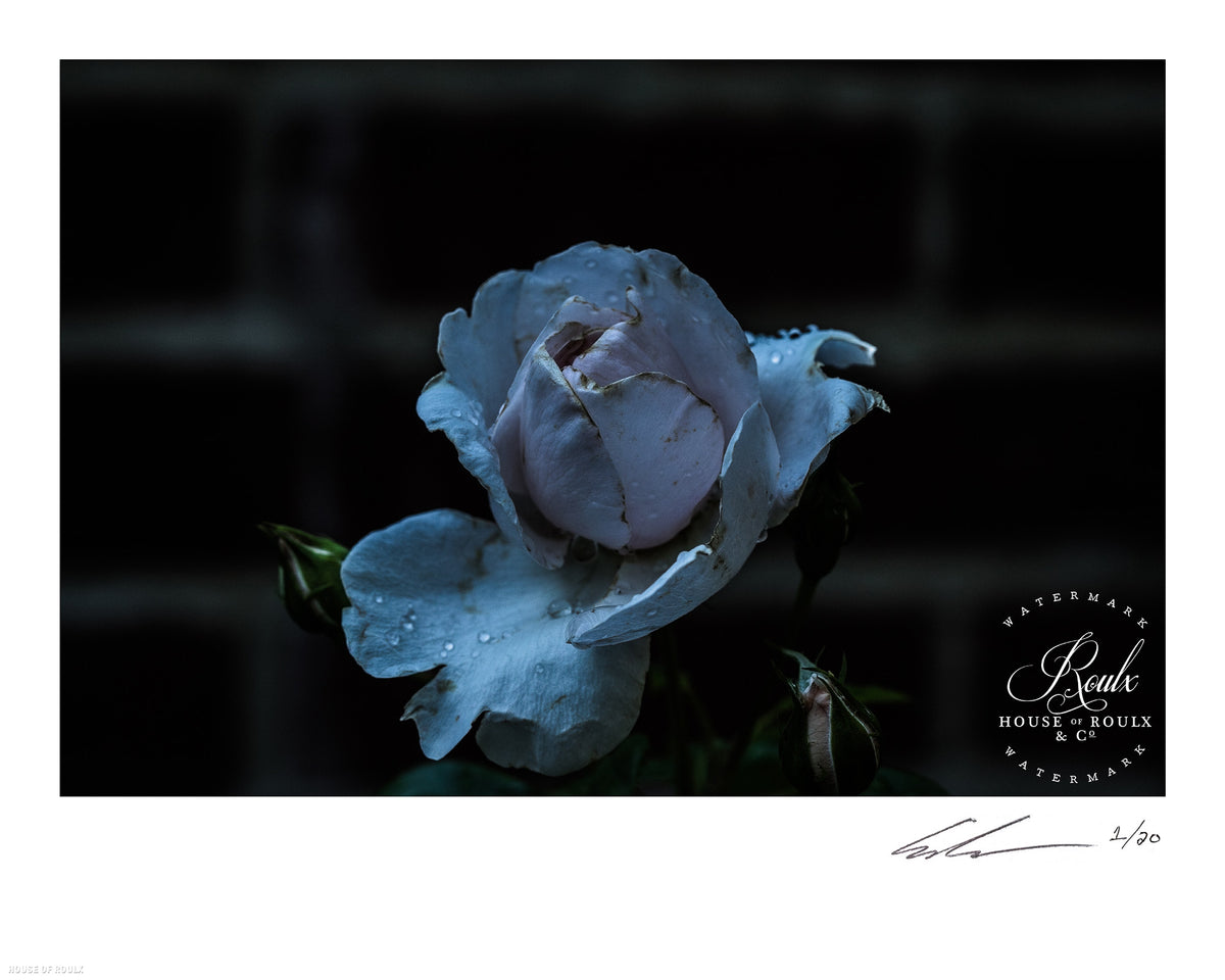 June of 87 &quot;Flower&quot; - Limited Edition, Archival Print - 16 x 20&quot;