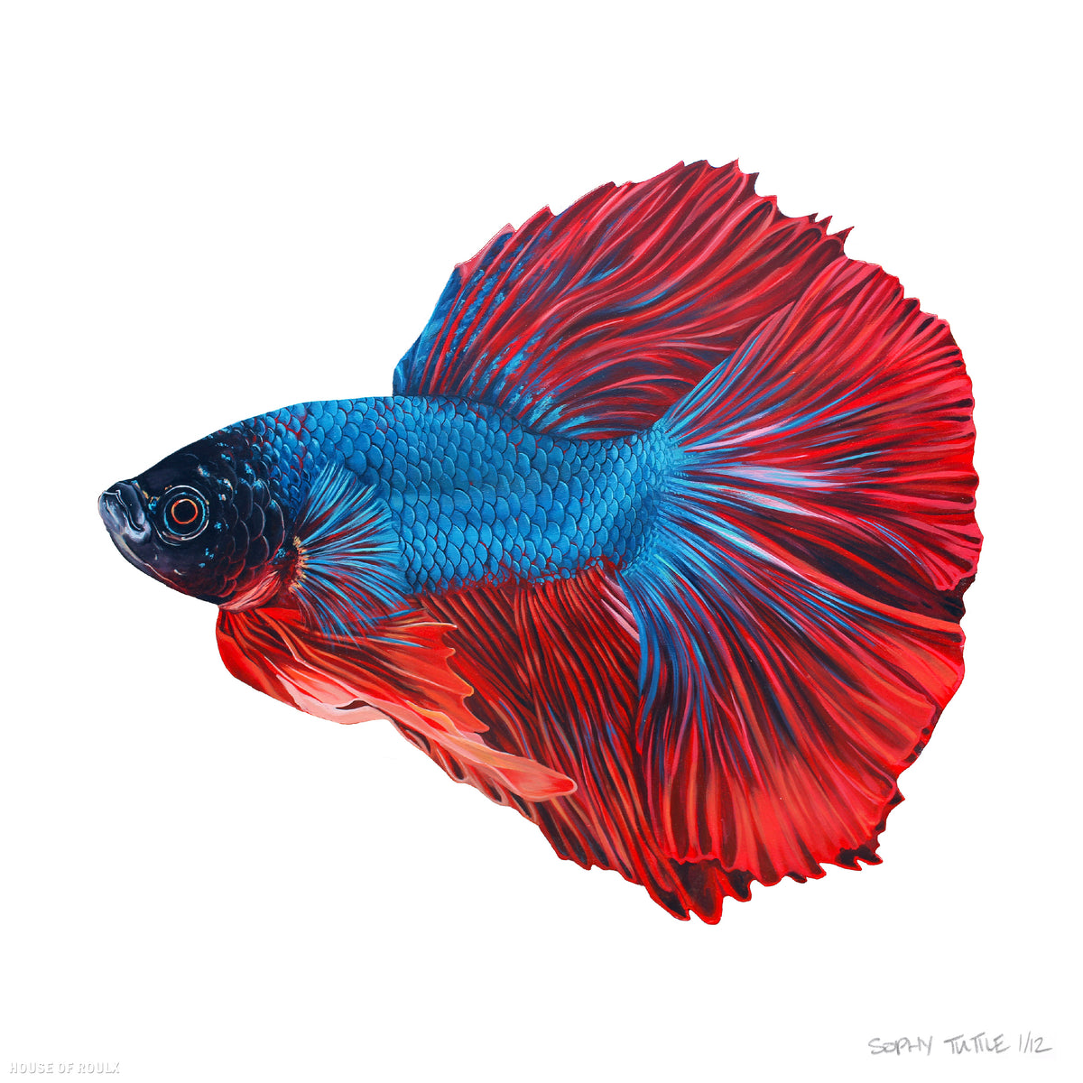 Sophy Tuttle - &quot;Floating Fish 1&quot; - Archival Print, Limited Edition of 12 - 12 x 12&quot;