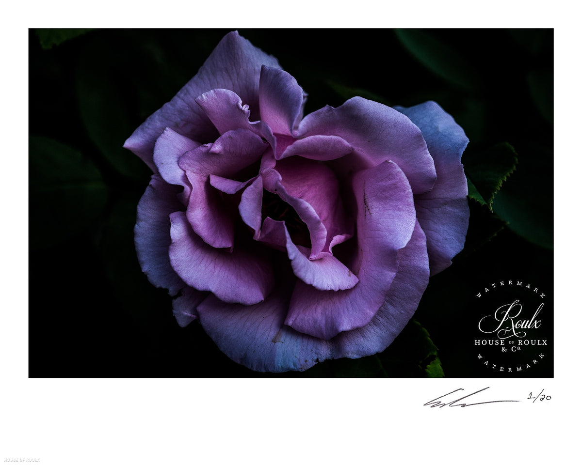 June of 87 &quot;Flower&quot; - Limited Edition, Archival Print - 16 x 20&quot;