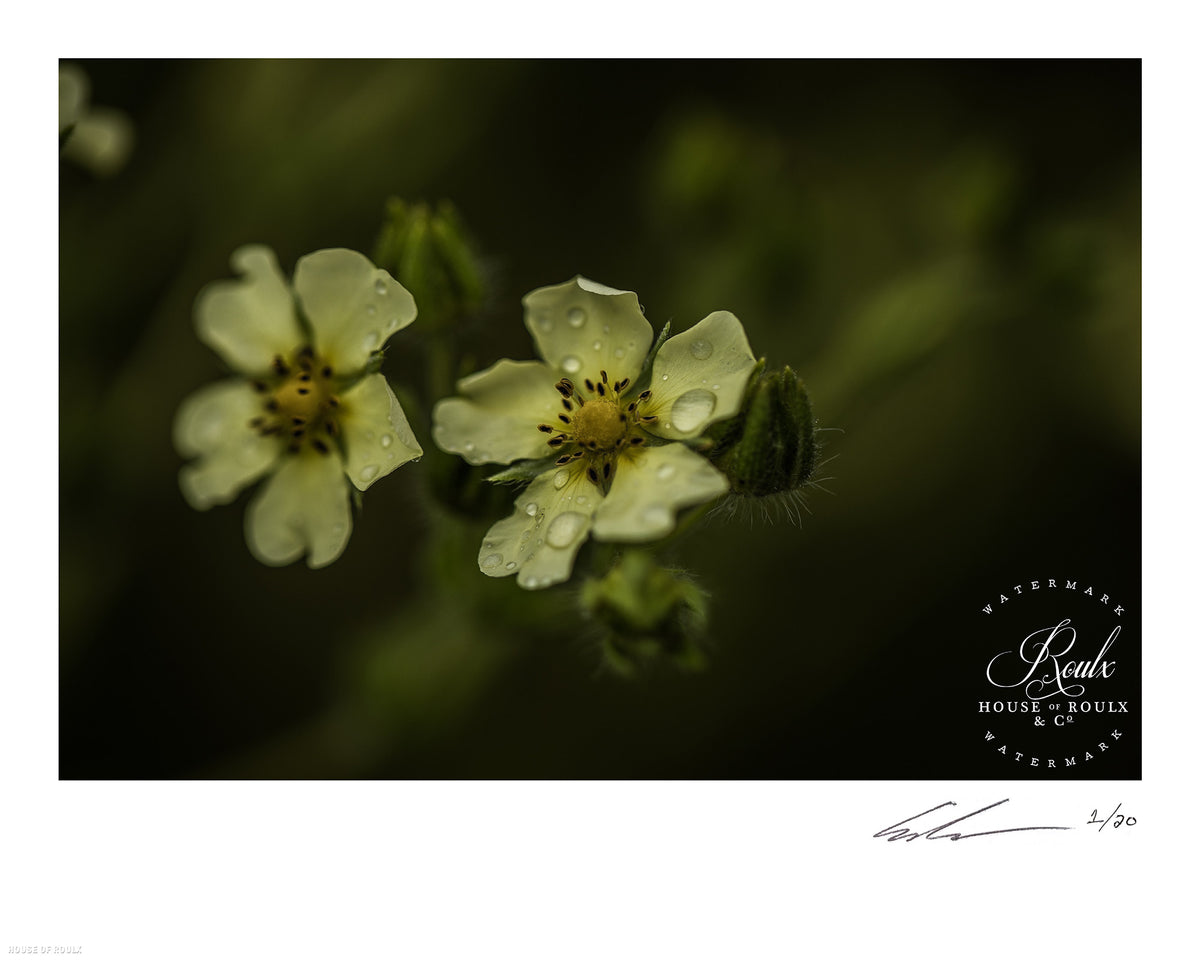 June of 87 &quot;Flower&quot; - Limited Edition, Archival Print - 16 x 20&quot;