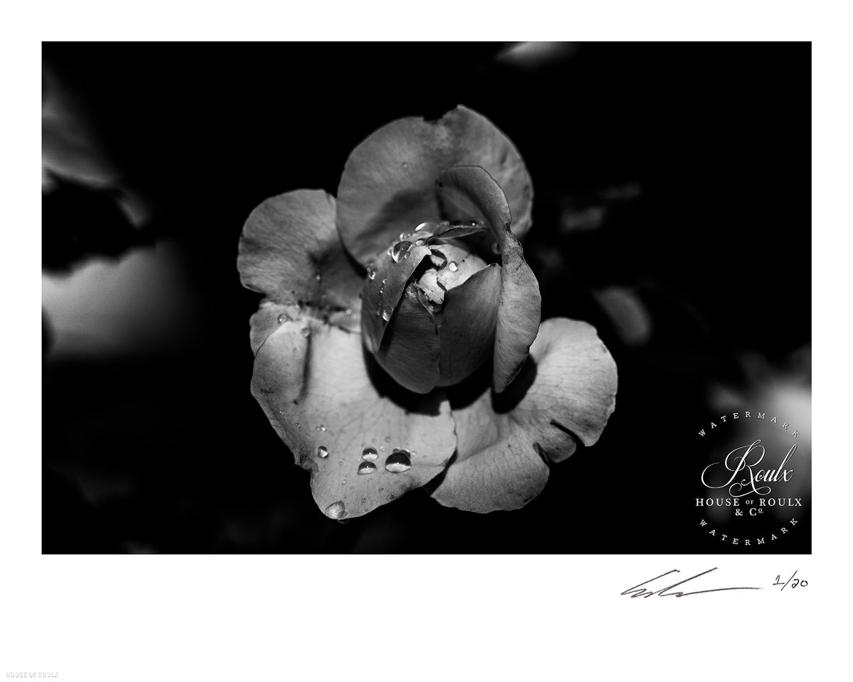 June of 87 &quot;Flower&quot; - Limited Edition, Archival Print - 16 x 20&quot;