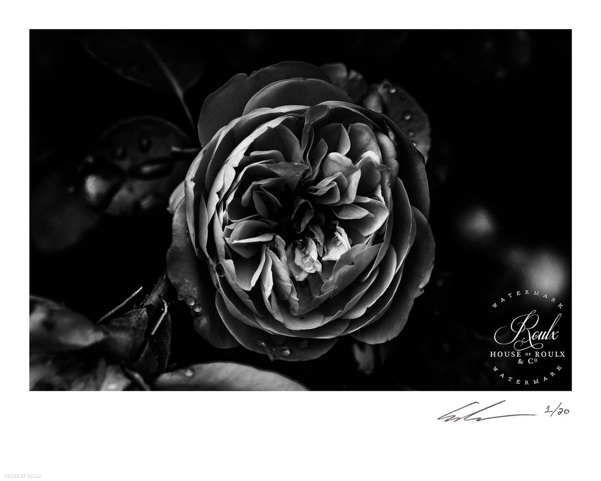 June of 87 &quot;Flower&quot; - Limited Edition, Archival Print - 16 x 20&quot;