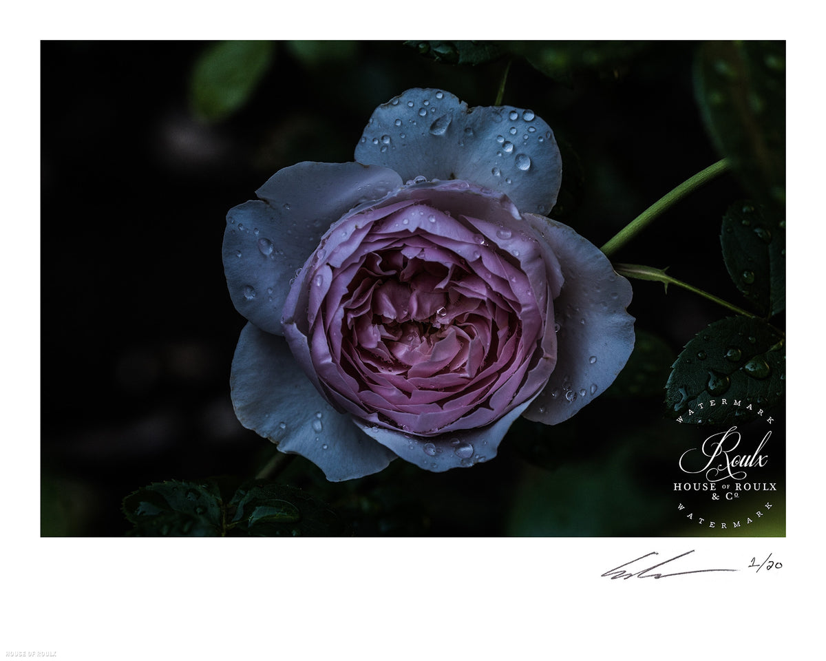 June of 87 &quot;Flower&quot; - Limited Edition, Archival Print - 16 x 20&quot;